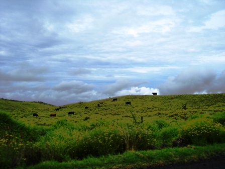 Grass Fed Cows grazing on the Big Island of Hawaii