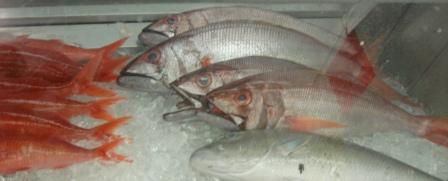 Fish in Hilo