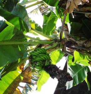 Banana tree in Hilo, Hawaii backyard