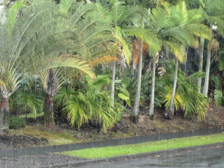 Hilo Rain in Feb